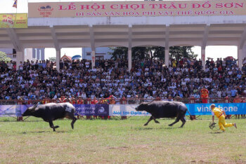 Do Son Buffalo Fighting Festival in 2025