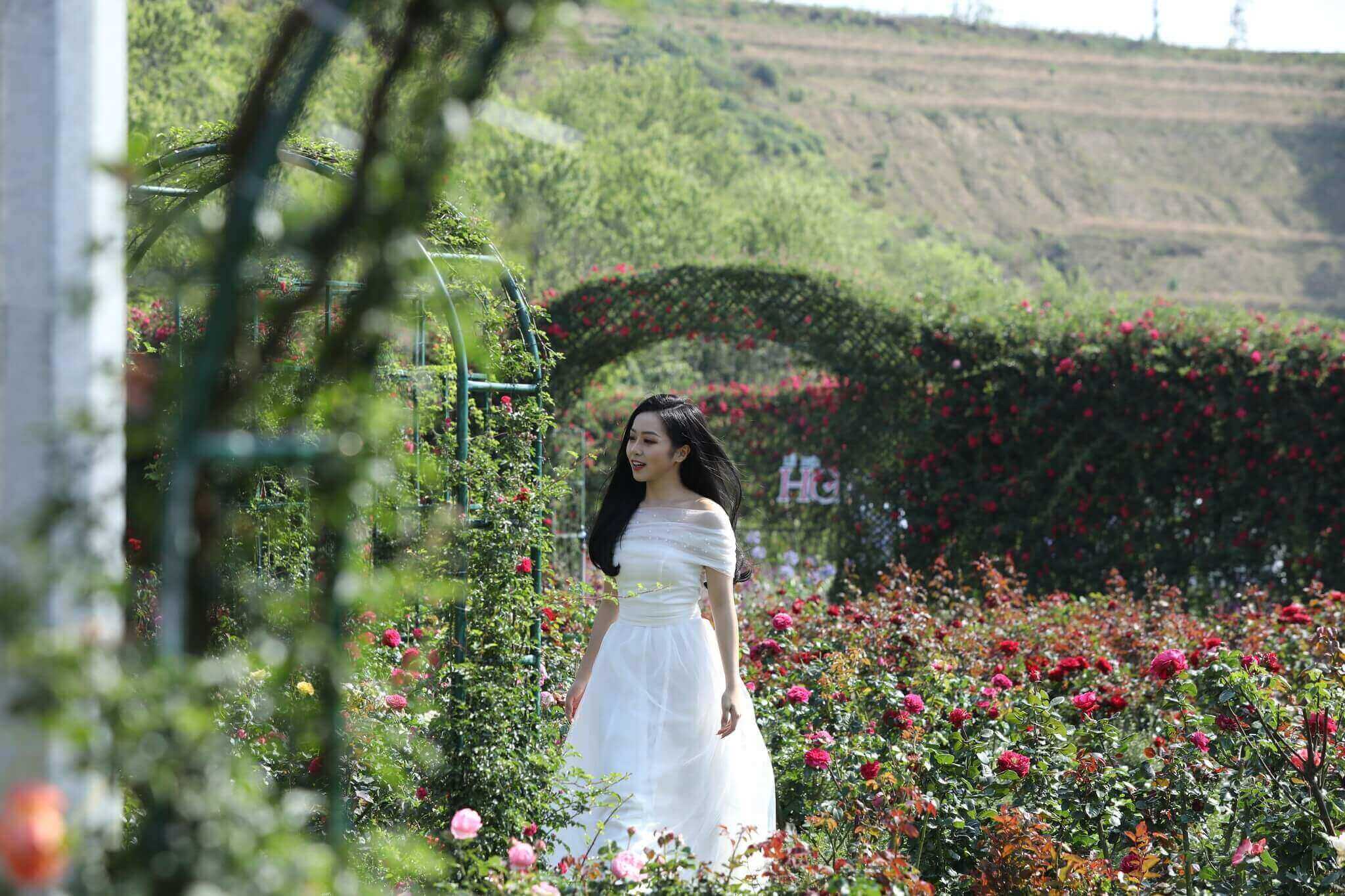 Fansipan rose festival 2025