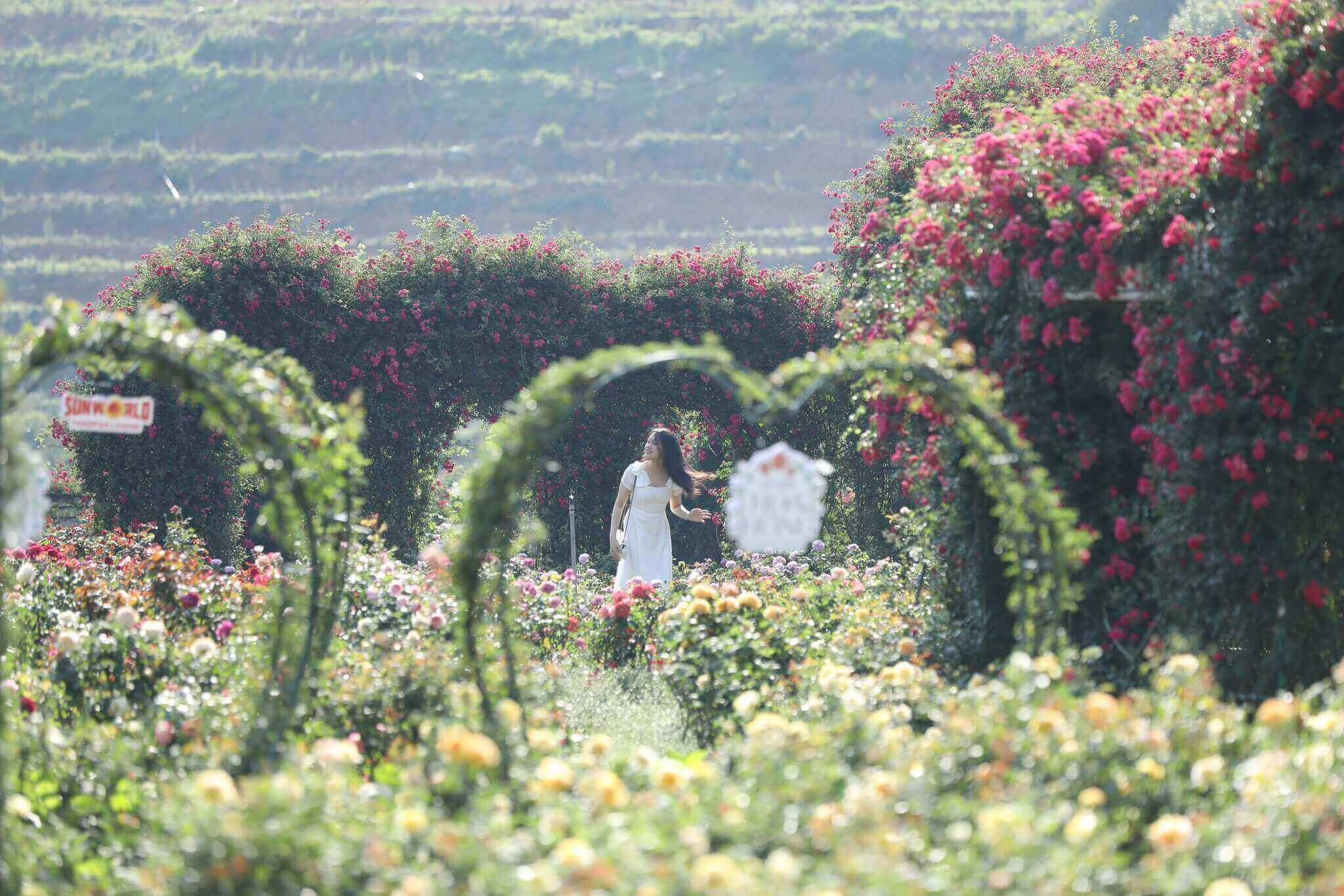 Fansipan rose festival 2025