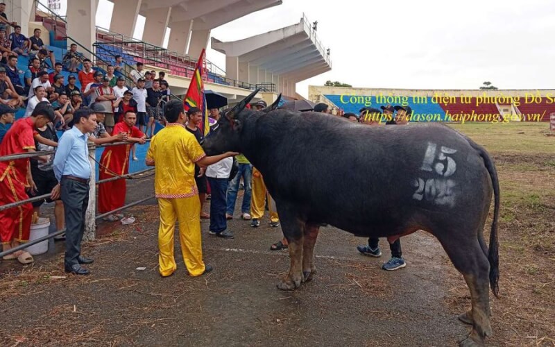 아들 Hai Phong Buffalo Fighting Festival을하십시오