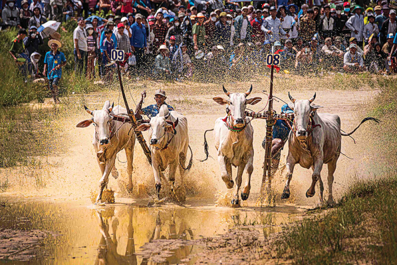 Hội Đua bò Bảy Núi