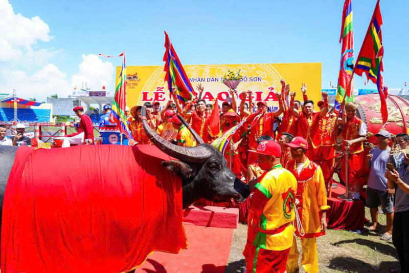 아들 Hai Phong Buffalo Fighting Festival을하십시오