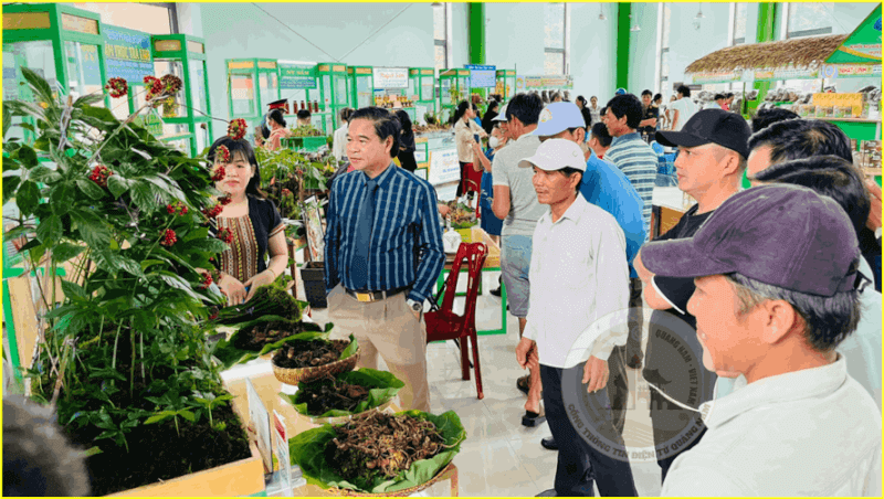 The Seventh Ngoc Linh Ginseng Festival