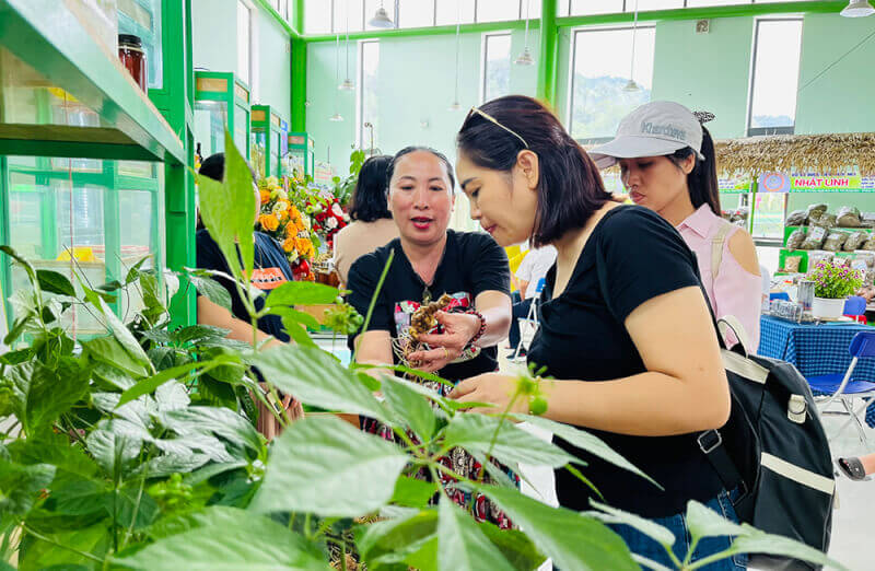 The Seventh Ngoc Linh Ginseng Festival