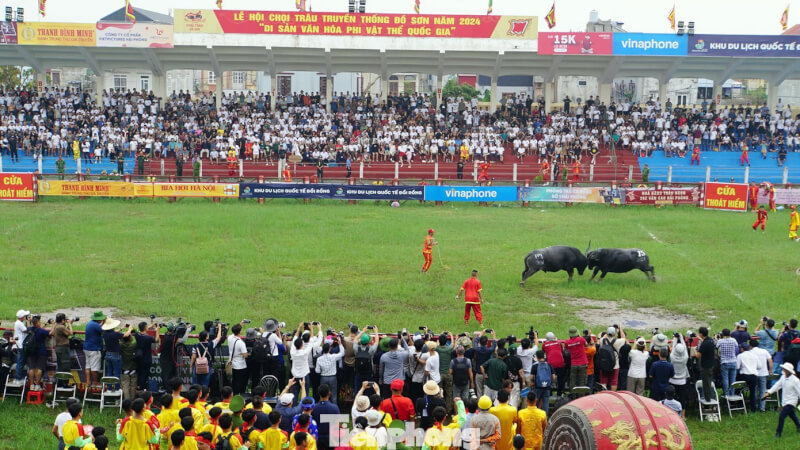 아들 Hai Phong Buffalo Fighting Festival을하십시오