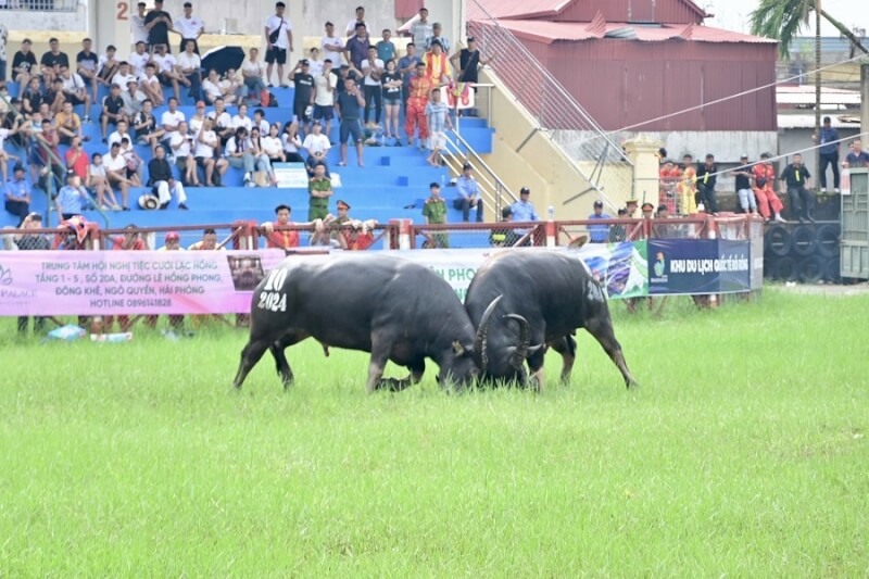 아들 Hai Phong Buffalo Fighting Festival을하십시오