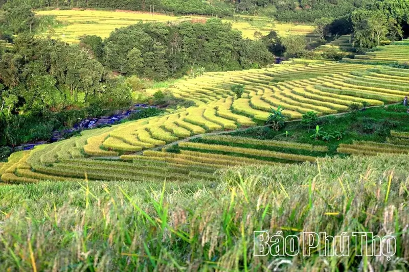 Hill Region Terraced Field Festival 2025