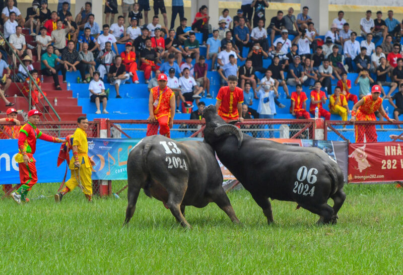 아들 Hai Phong Buffalo Fighting Festival을하십시오