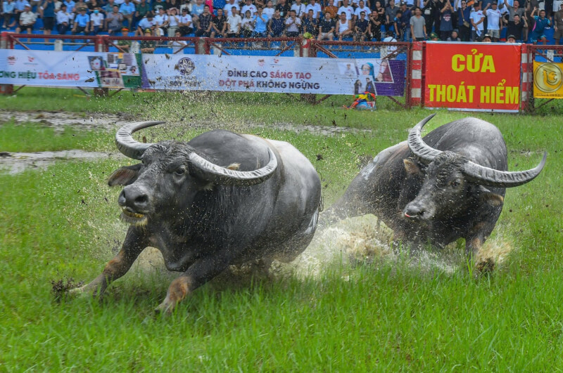 아들 Hai Phong Buffalo Fighting Festival을하십시오