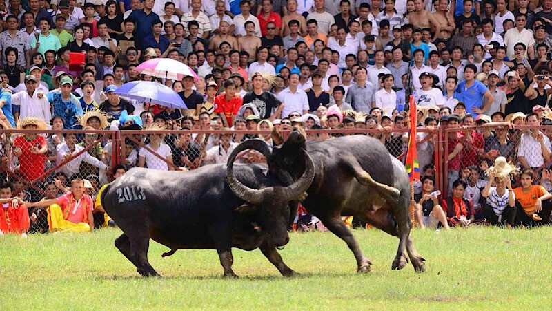 아들 Hai Phong Buffalo Fighting Festival을하십시오