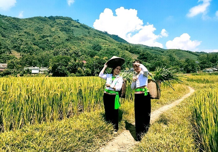 米叶洗衣节