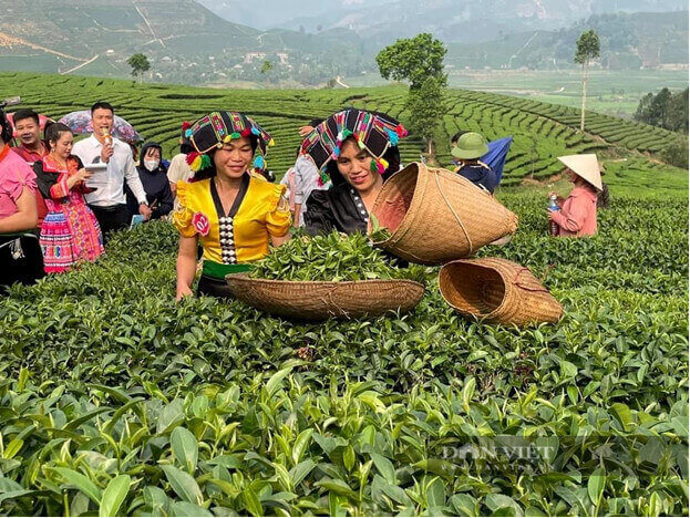 タンウエン地区のティーフェスティバル