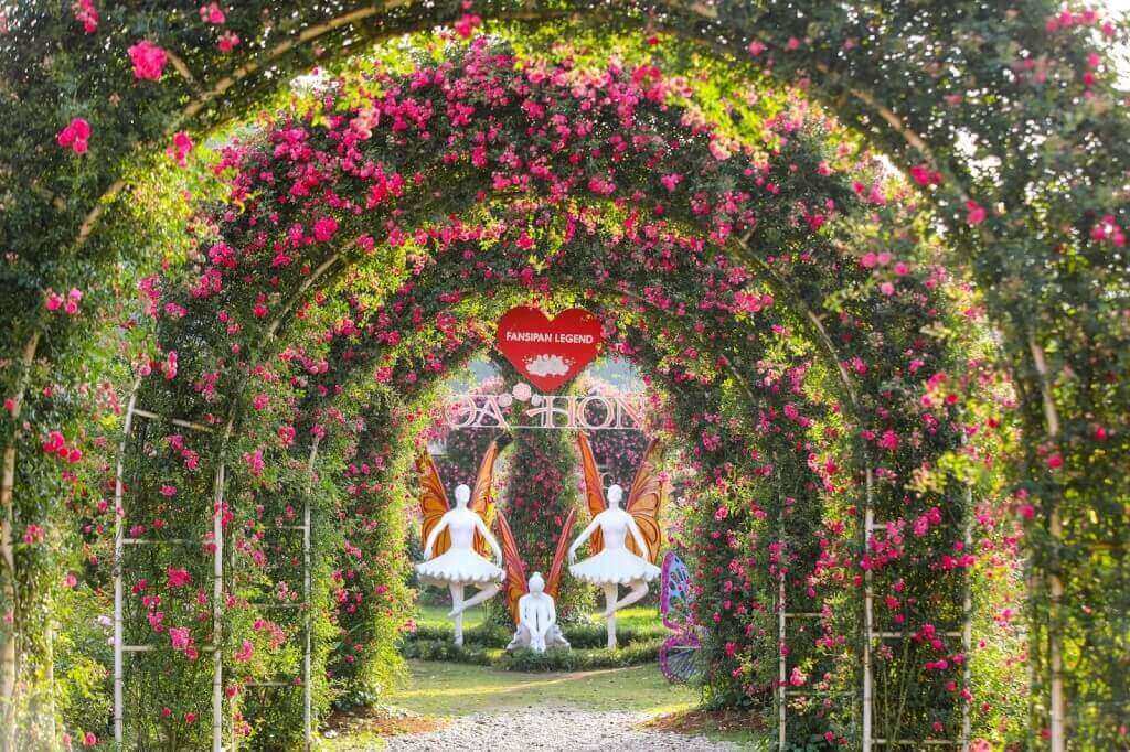 Fansipan rose festival 2025