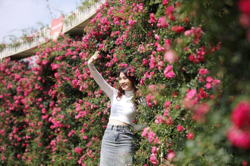 Fansipan rose festival 2025