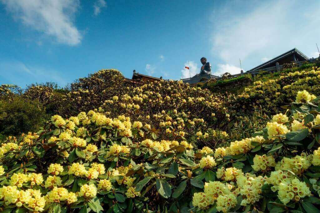 Fansipan rose festival 2025