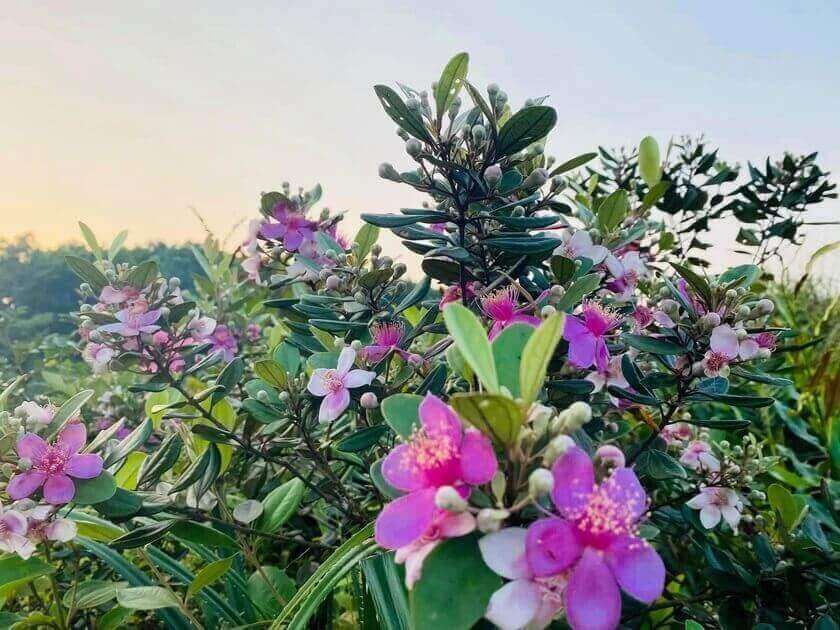 Lễ hội hoa sim biên giới