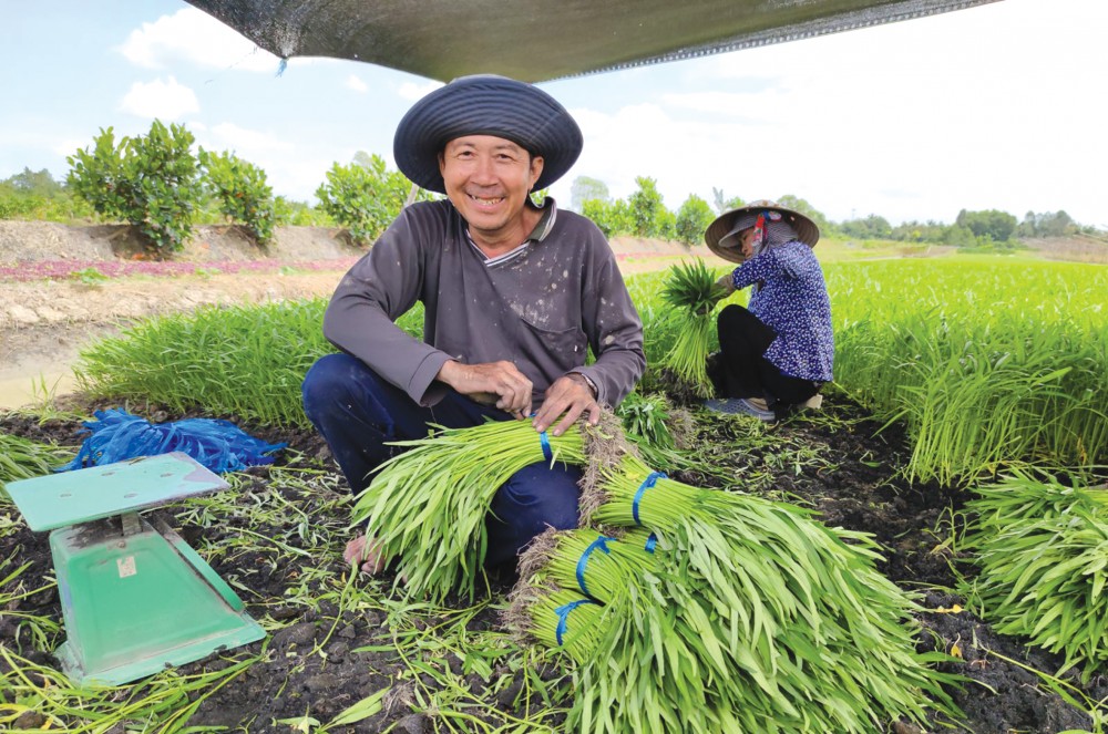 Rau Muống Tiến Vua: Vị Ngọt Mát Độc Đáo Từ Làng Sen Chiểu
