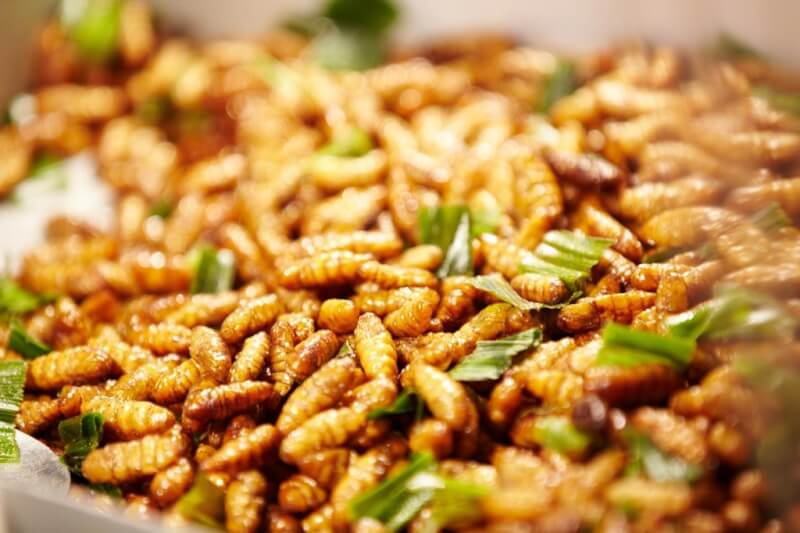 Trải Nghiệm Vị Giòn Béo Đặc Sản Nhộng Ong Từ Núi Rừng Cúc Phương