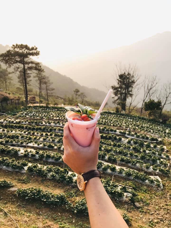 Không chỉ là tọa độ sống ảo đẹp mê ly ở Tam Đảo mà Lala Land còn khiến du khách thích mê khi có một vườn dâu tây xinh xinh.