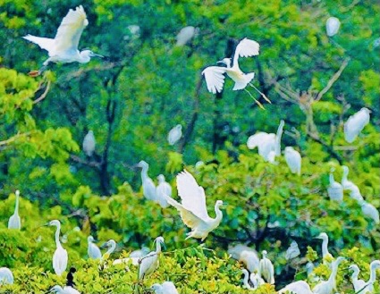 これは、静かな空間を楽しんだり、地元の人々の自然とユニークな文化的活動を混ぜ合わせることができる場所です。
