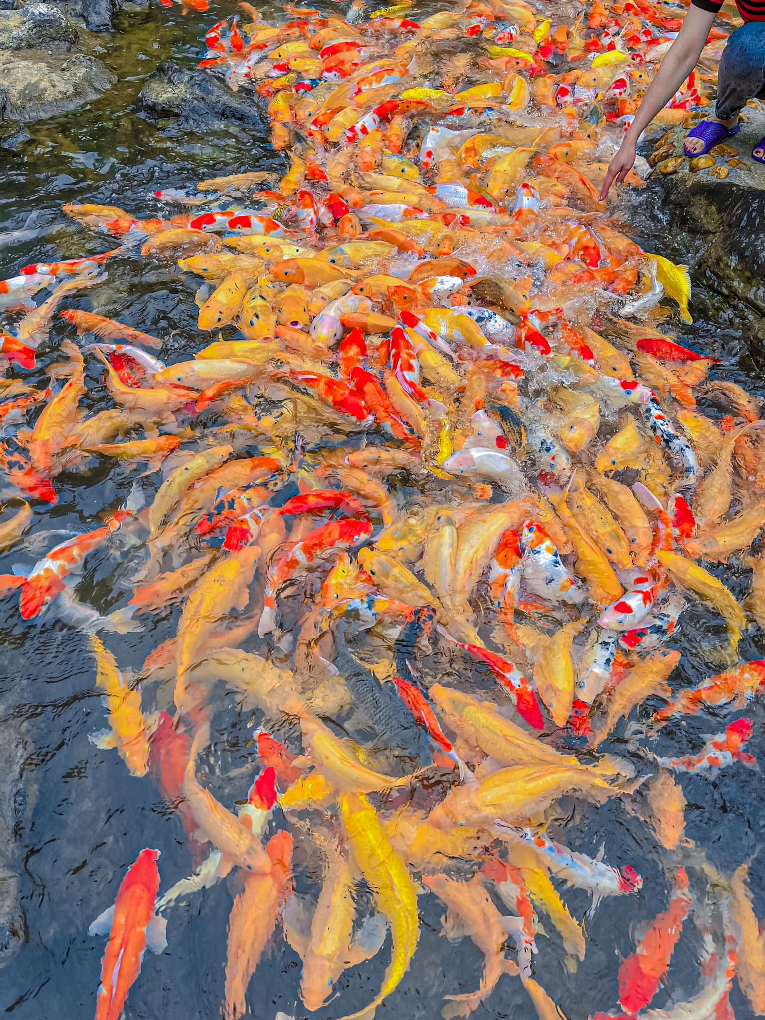 Gold fish stream