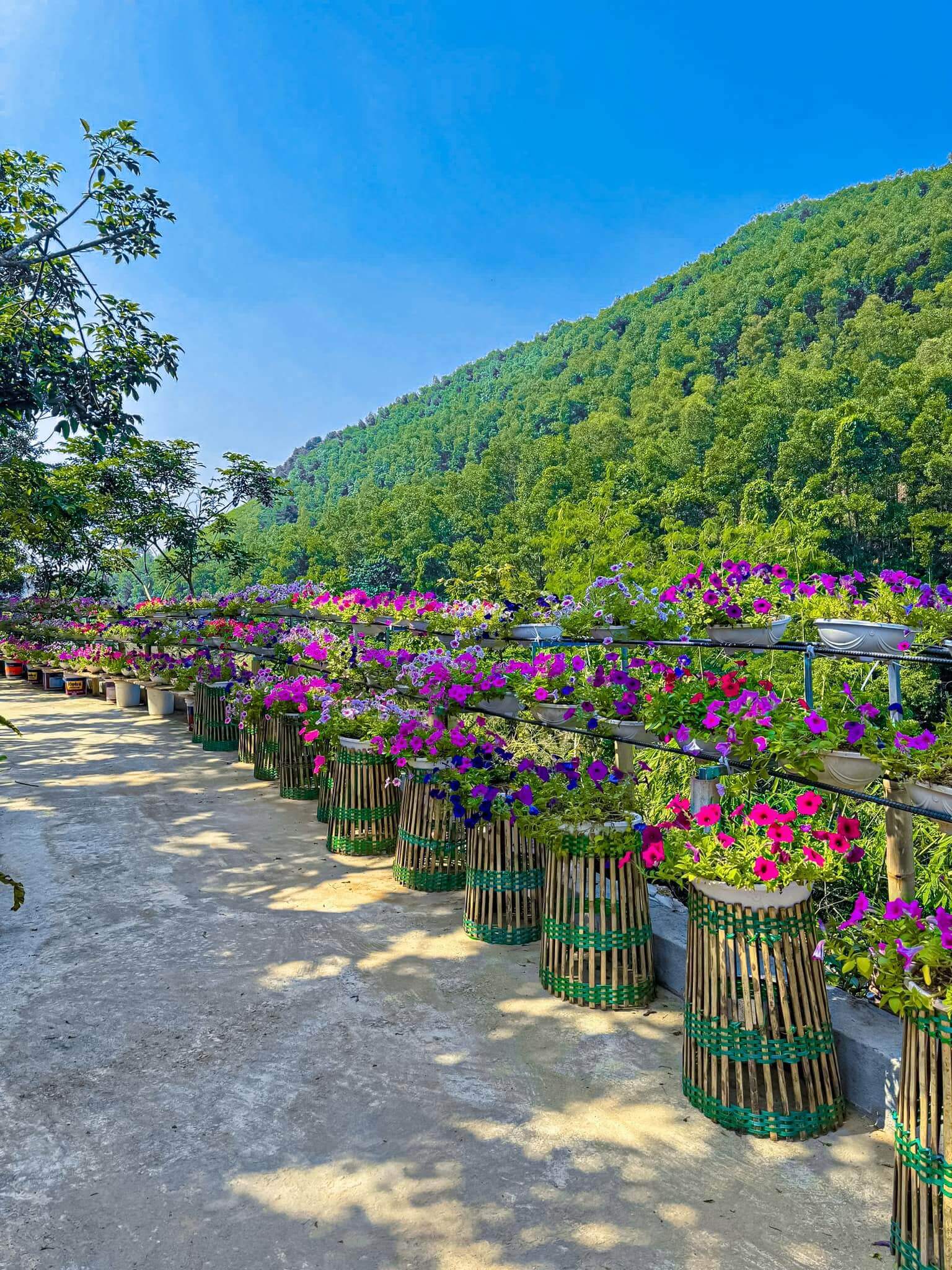 Du lịch suối cá vàng Khe Tọ với các tín đồ sống ảo hẳn sẽ là trải nghiệm không thể thiếu.