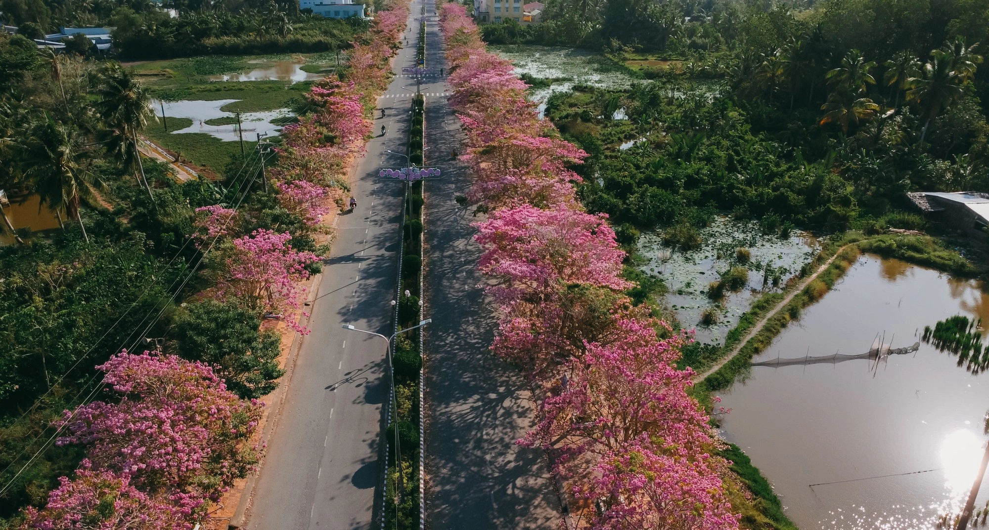 Đường hoa kèn hồng Sóc Trăng thực chất là đường Hùng Vương nằm ở địa phận huyện Châu Thành.
