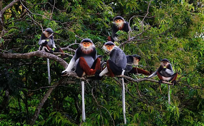 Đỉnh Ngự Lâm