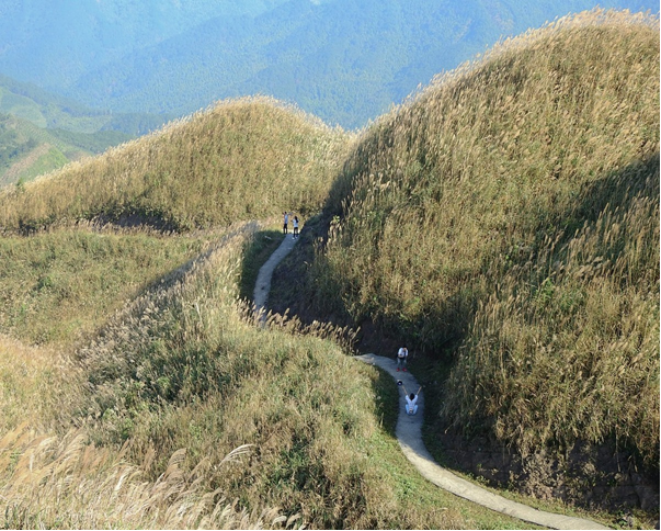 “Thiên đường cỏ lau” Đình Lập