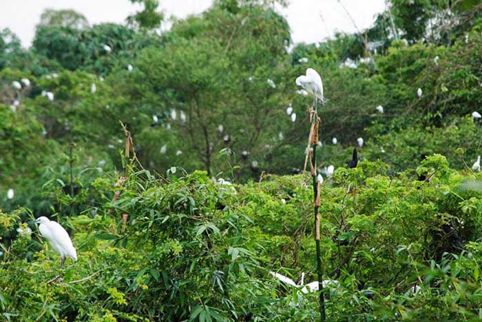 Thời điểm lý tưởng để bạn có thể du lịch vườn cò Tân Long ở Sóc Trăng là vào mùa khô, từ tháng 12 đến tháng 4.