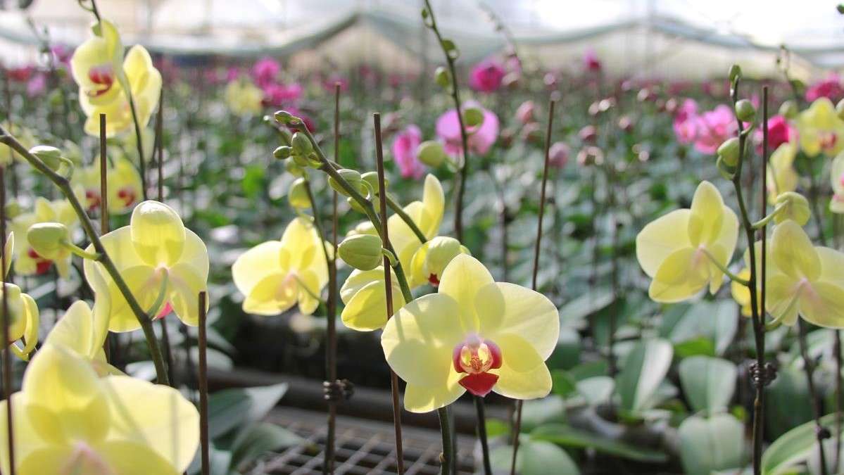 Vườn Hoa Nhiệt Đới Mộc Châu