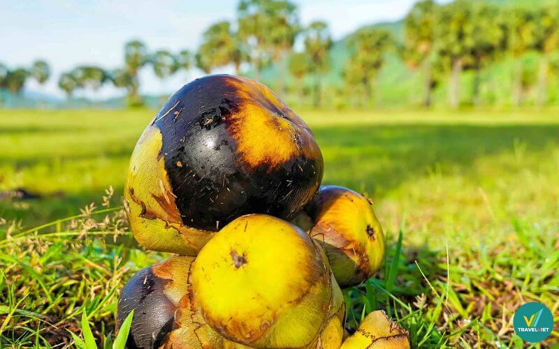 Thốt nốt