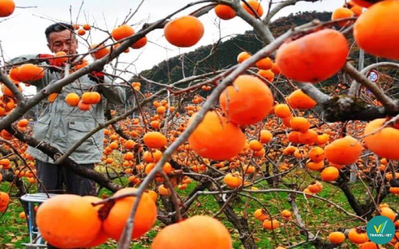 Hồng Hạc Trì