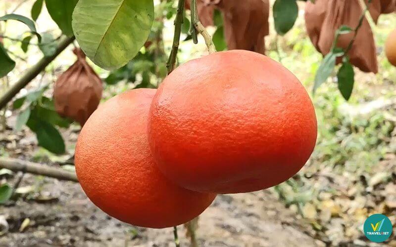 Bưởi Tiến Vua