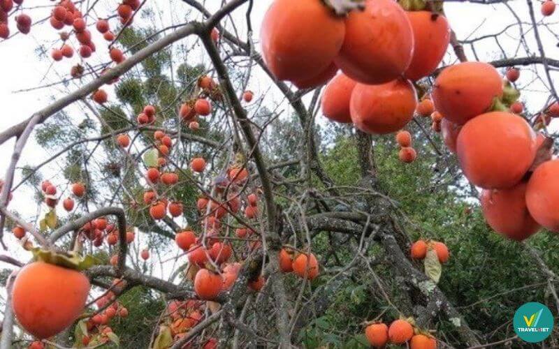 Hồng Nhân Hậu