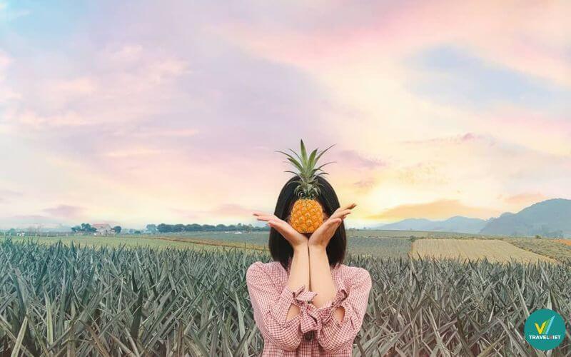 Dứa Tam Dương